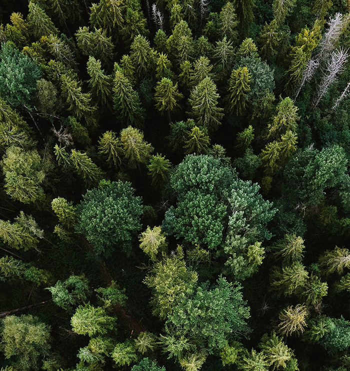 Copertina Forest Nation