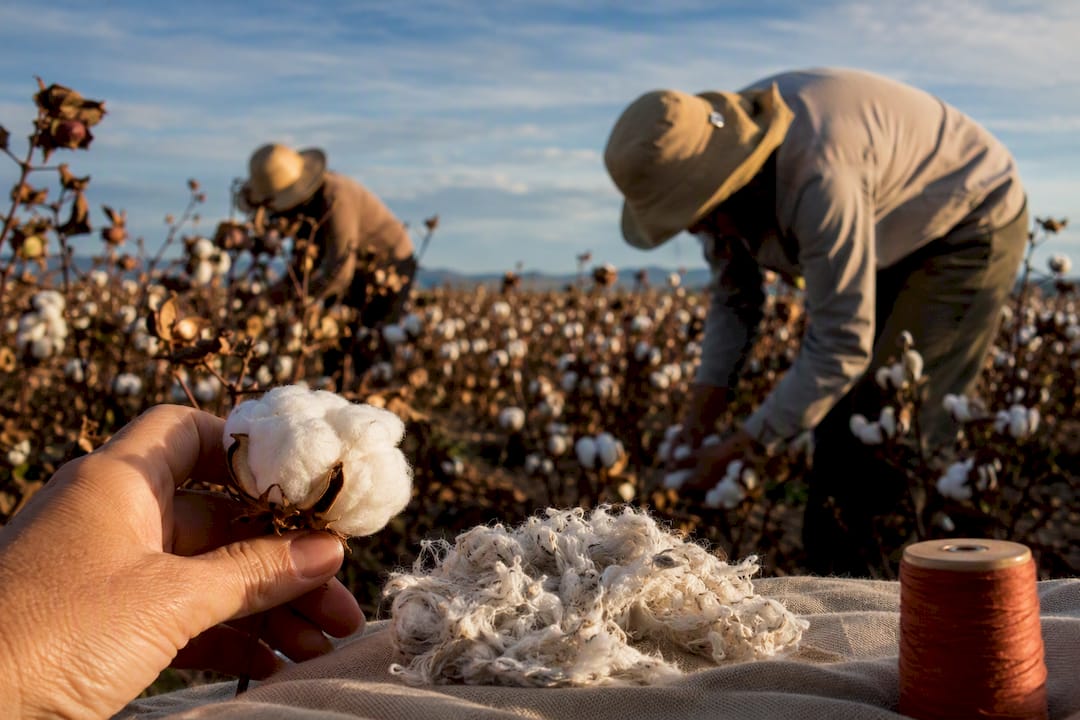 Cotone organico vs riciclato: quale scegliere per davvero